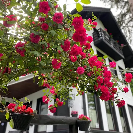 Starite Borove Sinagovtsi