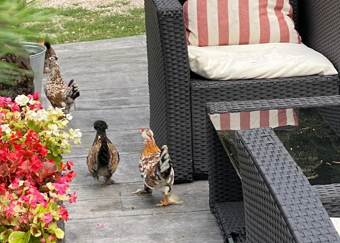 Starite Borove بيت خشبي *