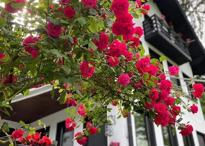 Starite Borove Sinagovtsi